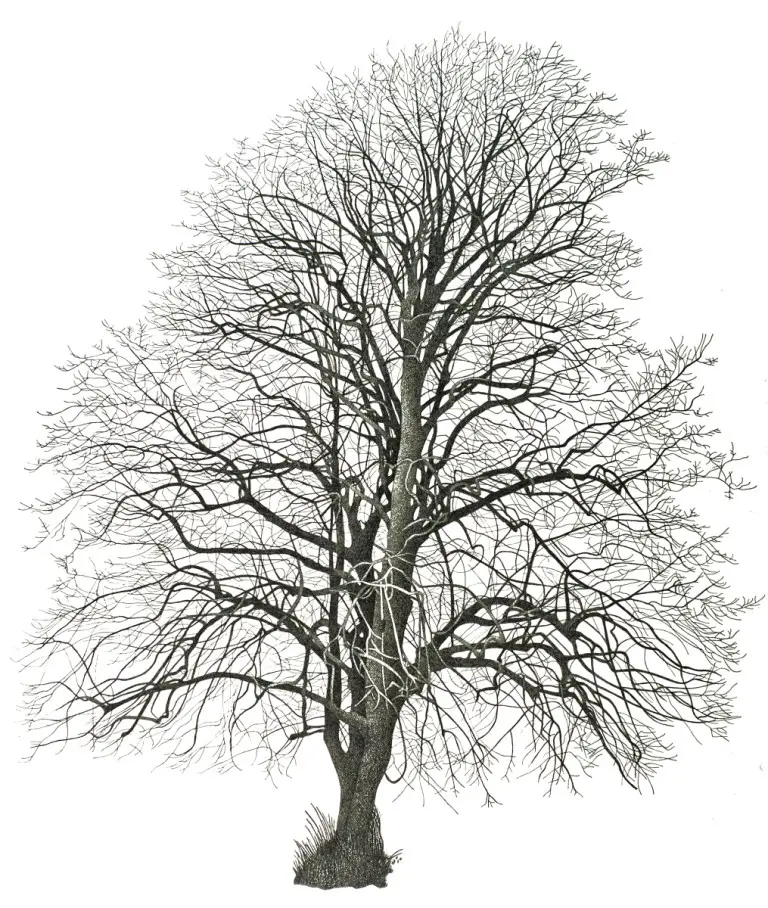 Annie Ovenden - tree in westheath park